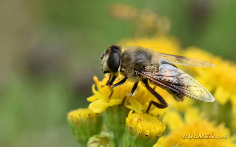 Dronefly (Female, Eristalix tenax )